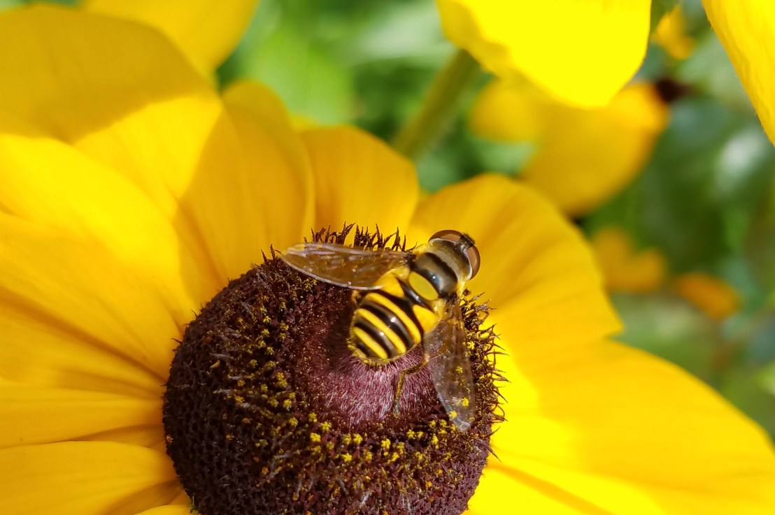 Tips for Calling Your&nbsp;Reps