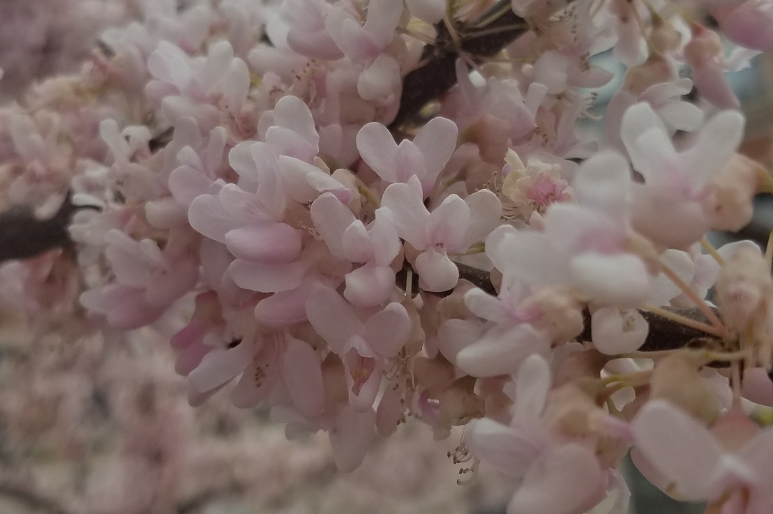 Stop Posting Swastikas!