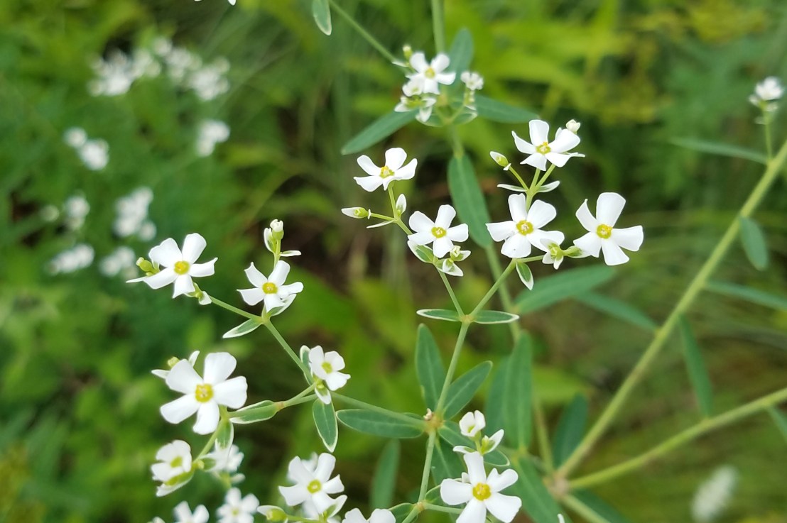 Discomfort with the&nbsp;ACLU