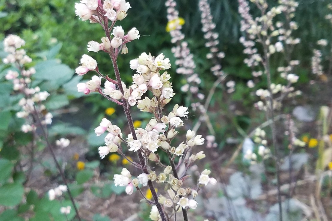 I Never Liked Him,&nbsp;Anyway