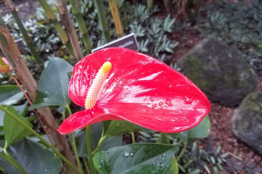 Safe/Affordable Sex Toys