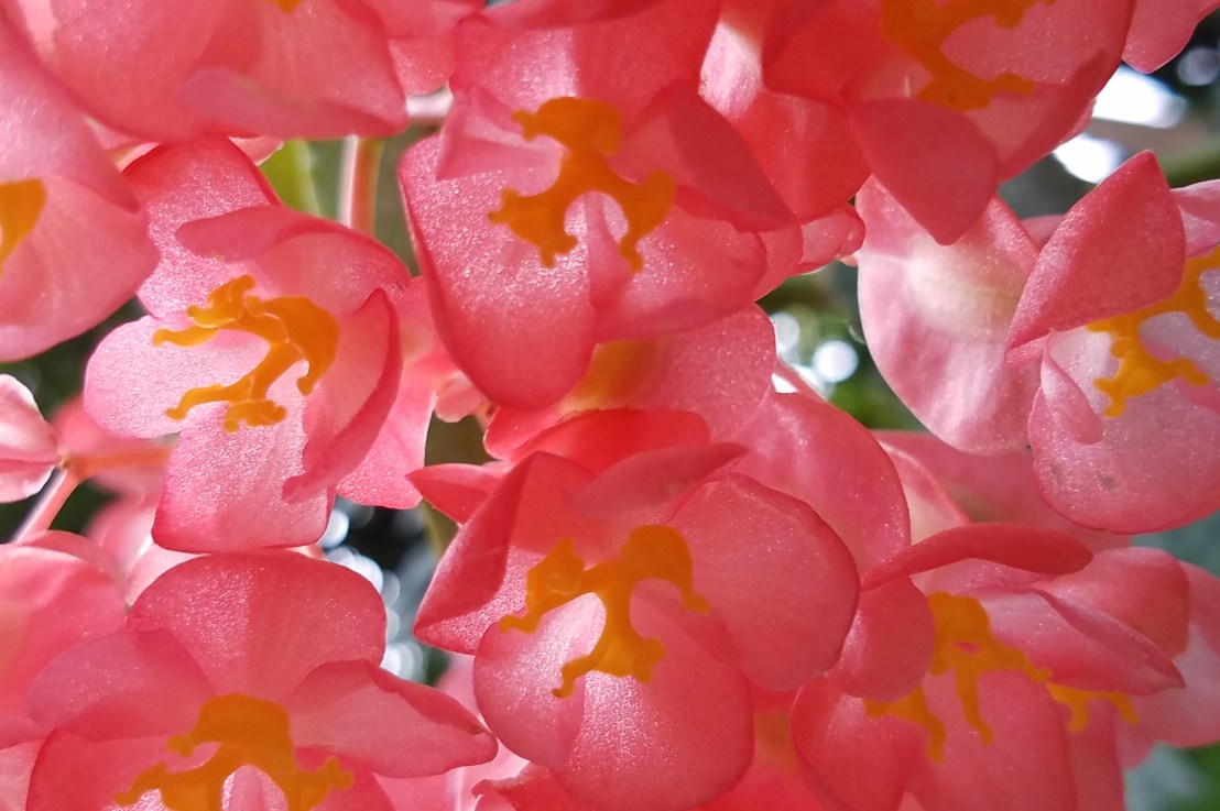 Black-Owned Businesses