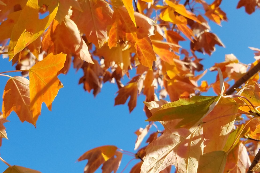 Addendum: for actors