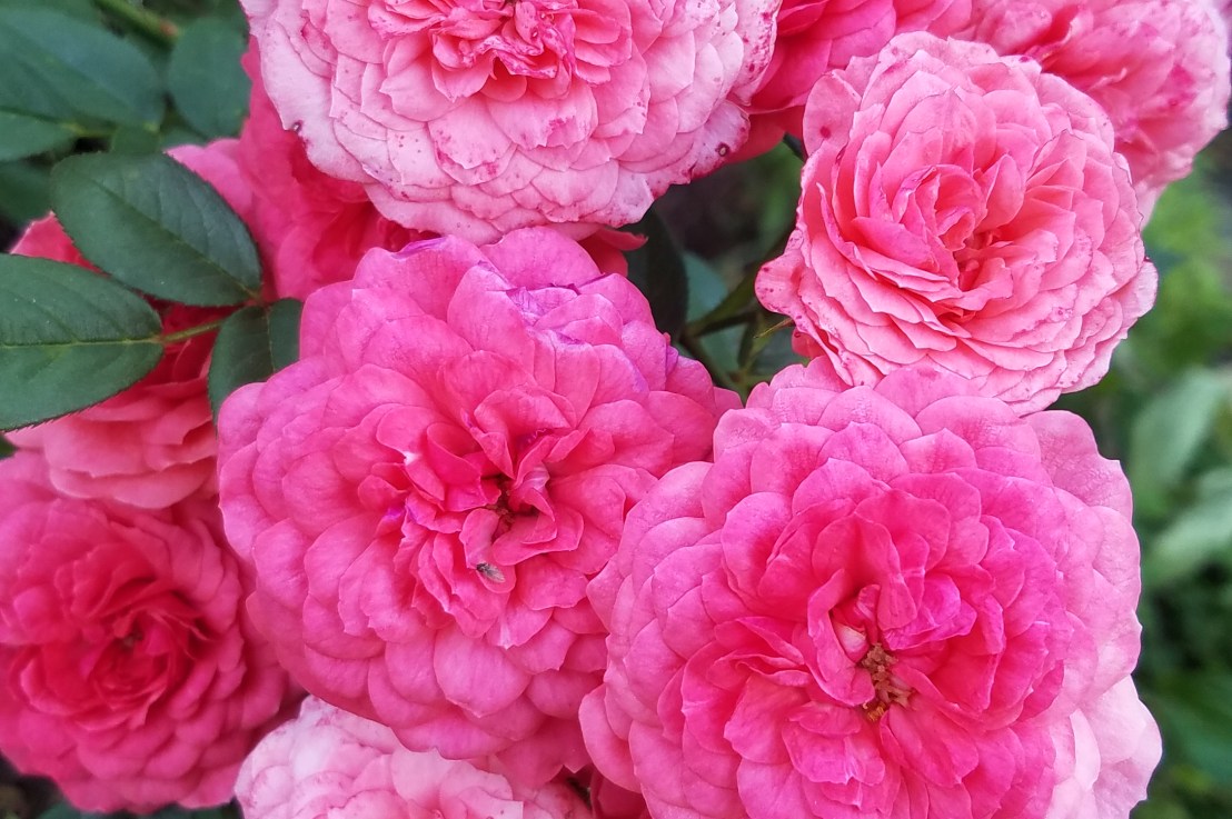 Teaching Communication