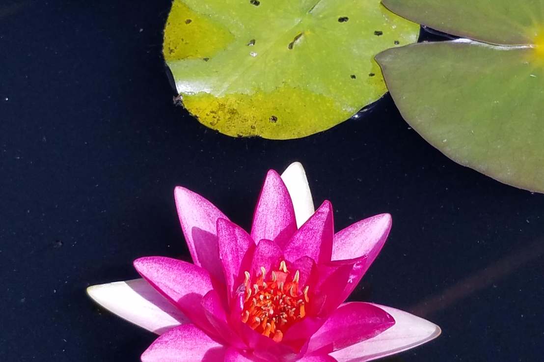 Learn to Zoop! (argument&nbsp;de-escalation)