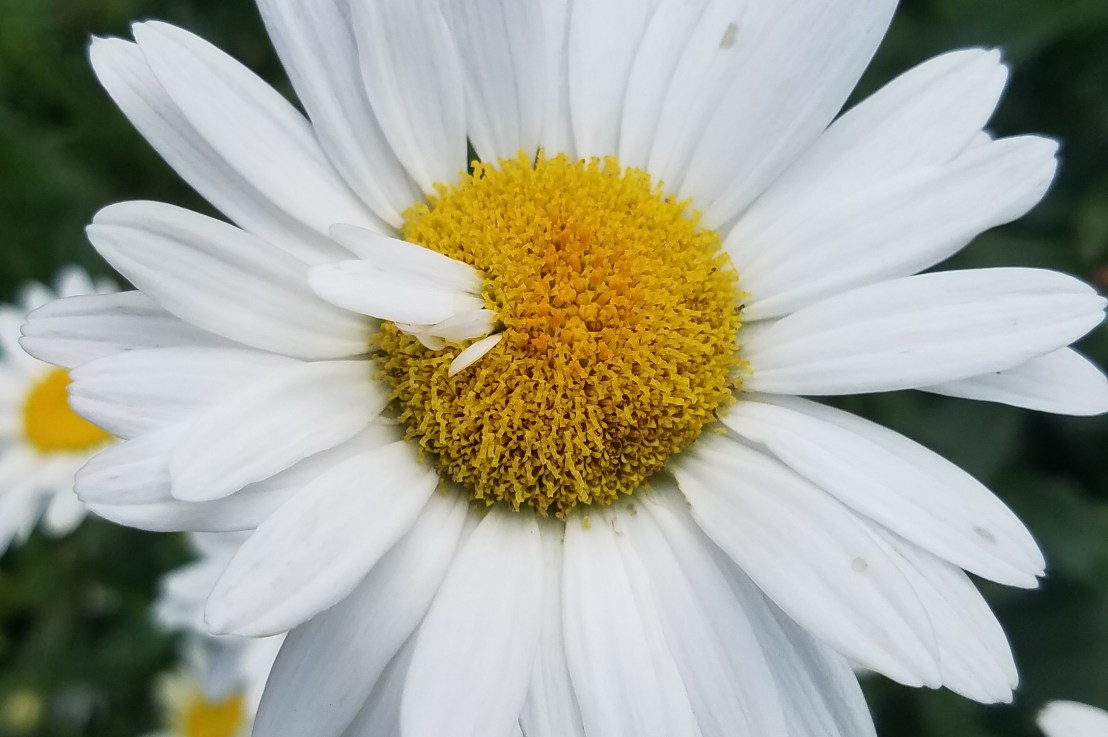 Excuses and Explanations