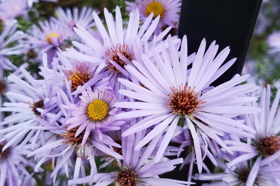 Intentional Lexical Assimilation