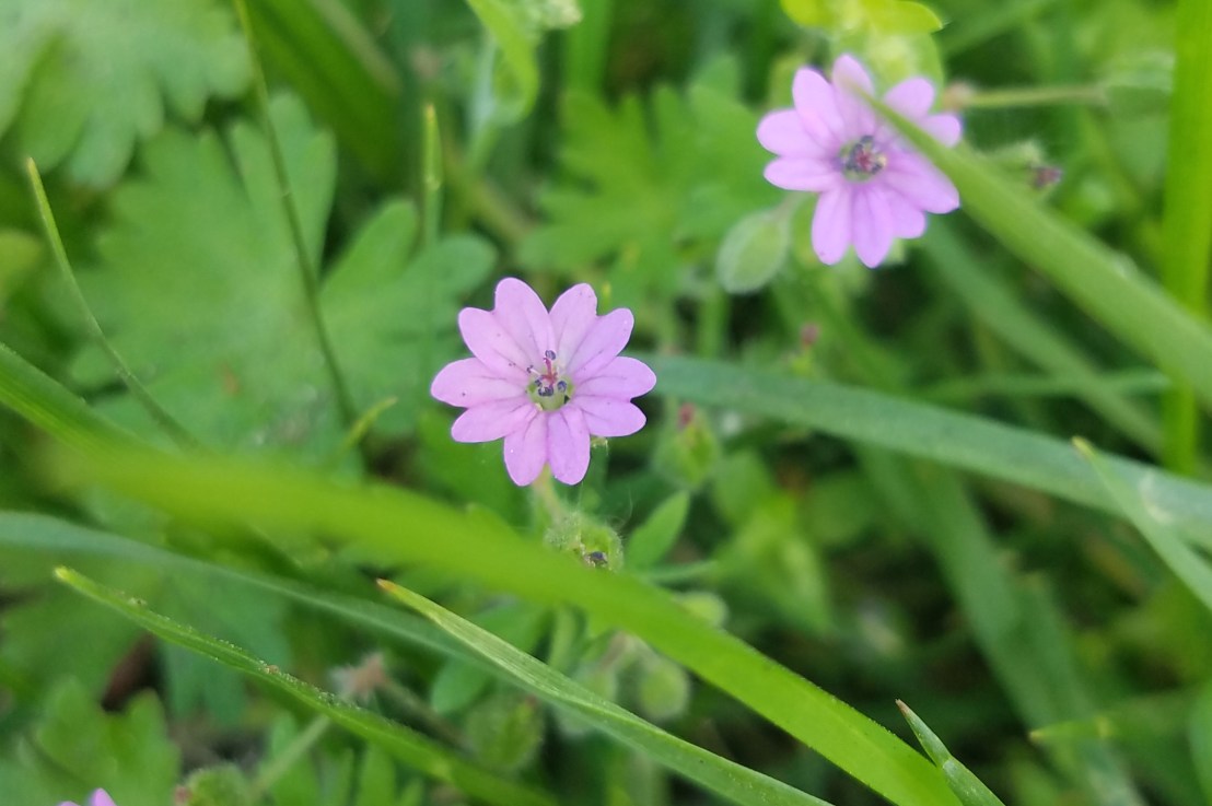 The Cisgender Introduction