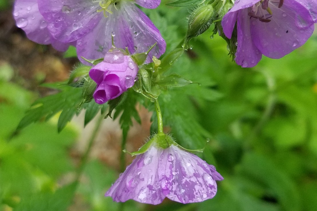 Looking for a “Good” Man