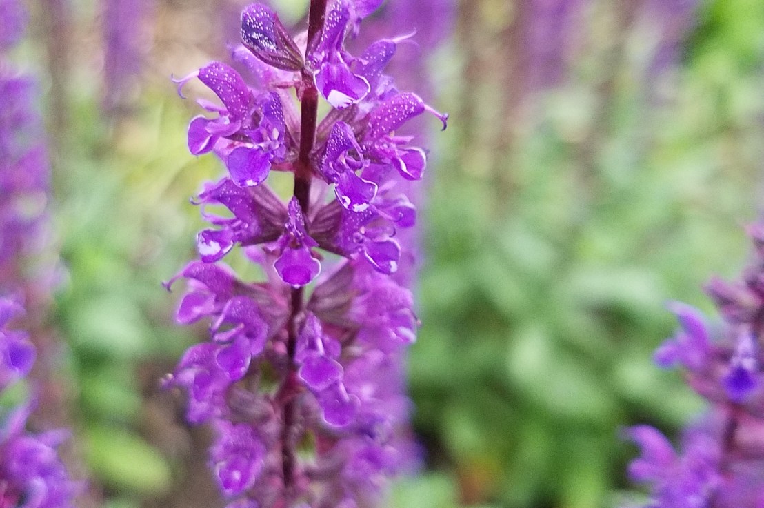 Abusers with Social Capital: What&nbsp;Happens?