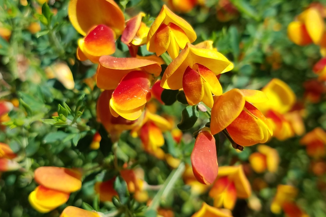 Comfortable Compliments