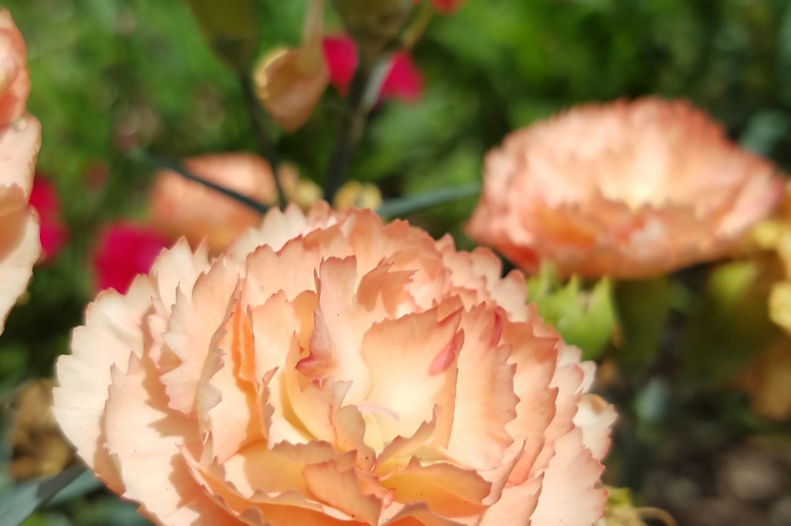 Cissexism & Heterosexism