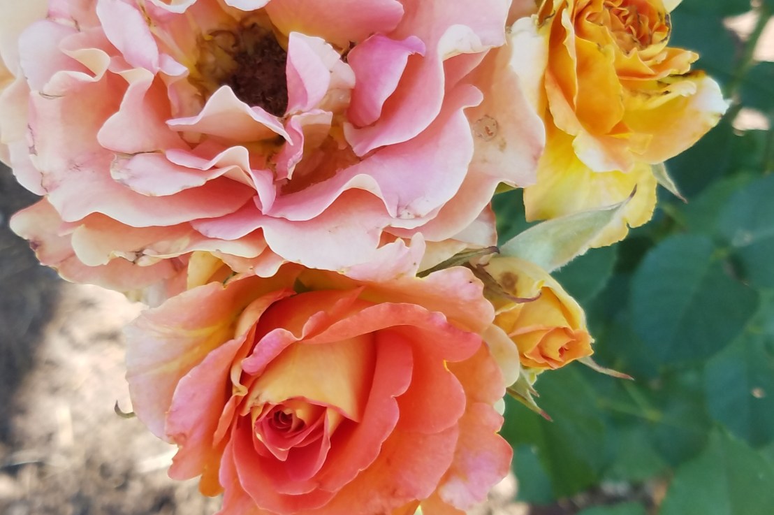 Is it Toxic or&nbsp;Abusive?