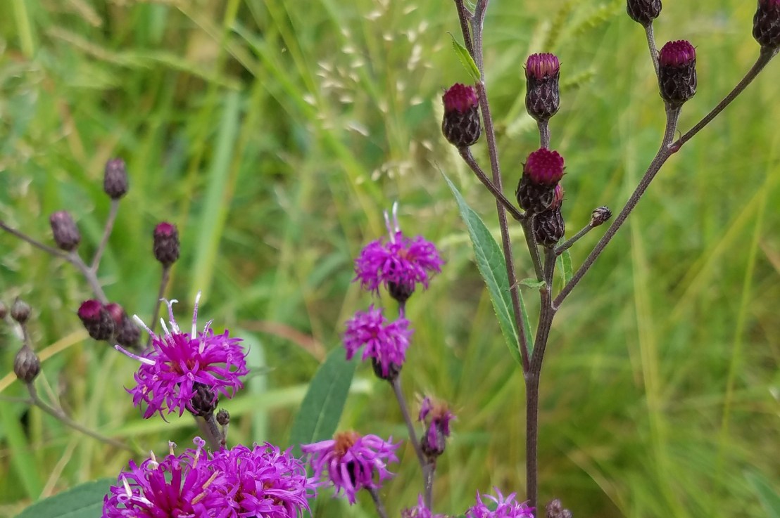 Birth Control and Intellectual&nbsp;Disabilities